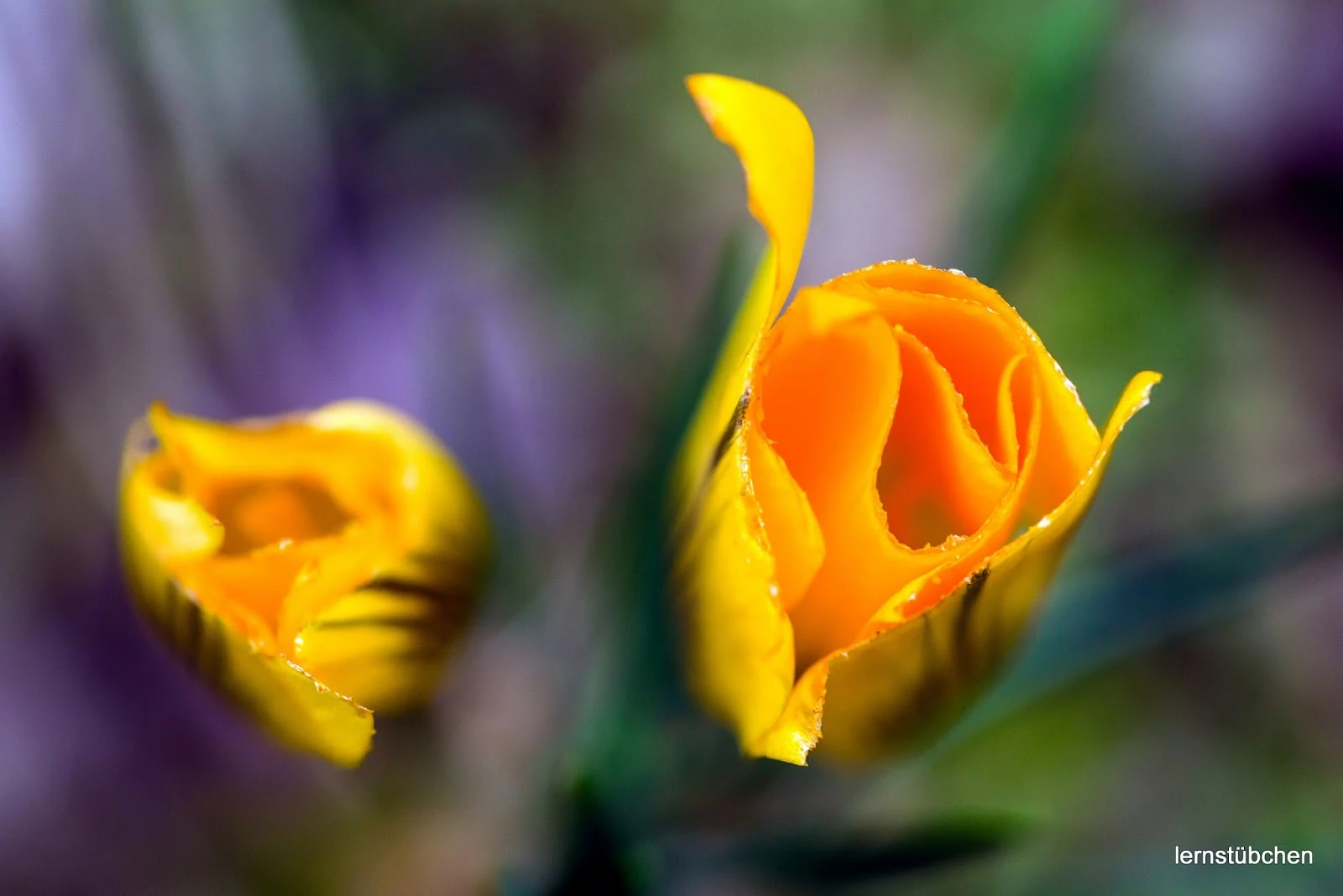 Blume.jpeg